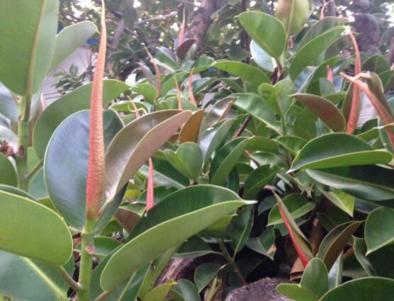 橡皮樹葉子打卷怎么辦，保持光照充足、溫度合理、忌積水"