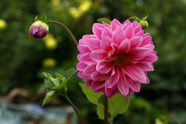 大麗花怎么修剪，疏枝剪葉/剔除殘花/摘心打頂"