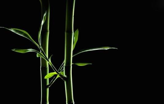 富貴竹怎么養(yǎng)，水培時(shí)一定要注意營(yíng)養(yǎng)的補(bǔ)給"