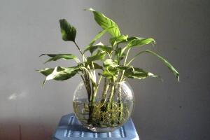 萬年青可以水培嗎，萬年青水培方法"