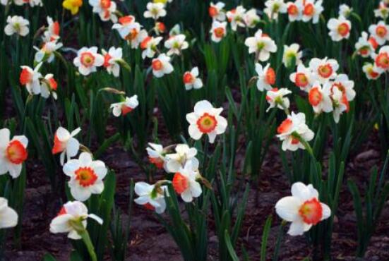 水仙花有幾種顏色，欣賞水仙最好看六種顏色"