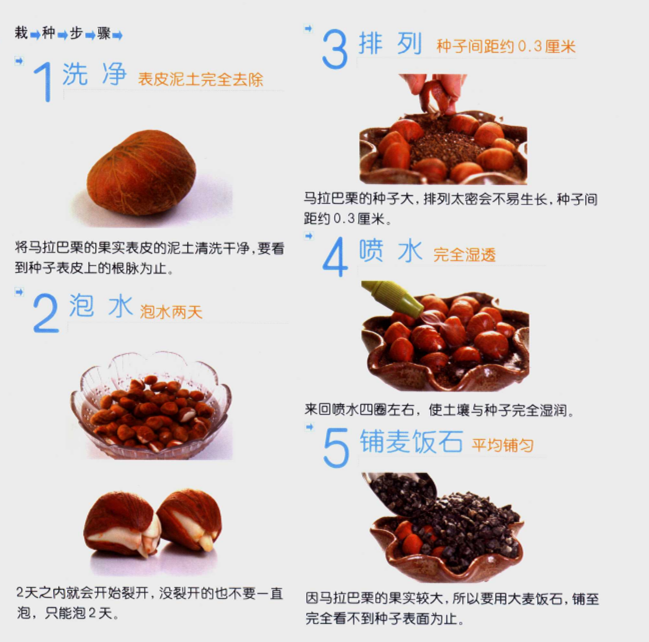 發(fā)財樹盆景制作圖解