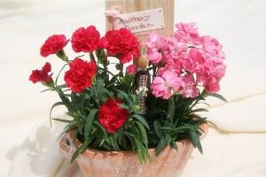 康乃馨怎么養(yǎng)，康乃馨的養(yǎng)殖方法和注意事項(xiàng)"