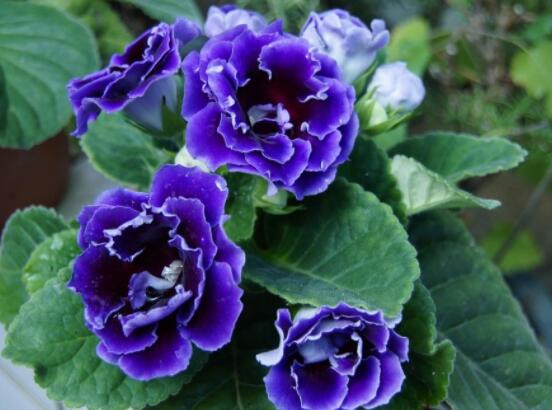 大巖桐與芙蓉的區(qū)別，解析最直觀三種分辨方法"