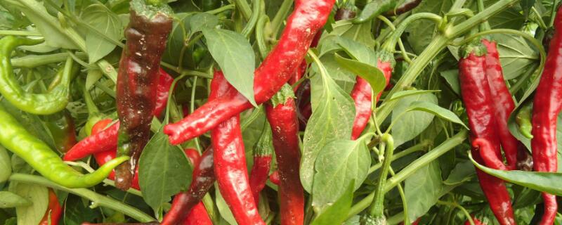 辣椒的生長(zhǎng)周期"