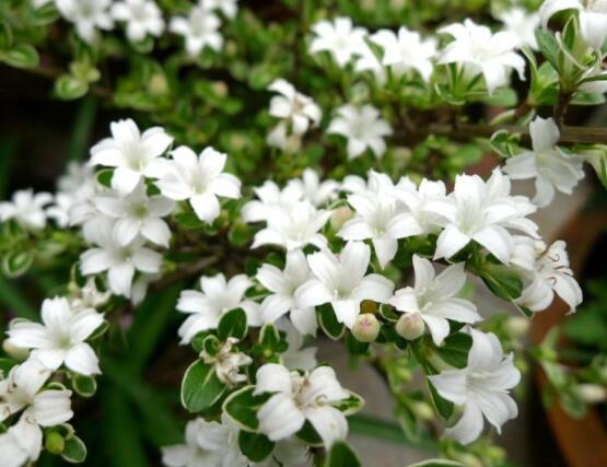 六月雪什么品種好，盤點六月雪最好的三個種類(陰木/金邊/山地)"