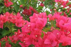 三角梅是哪個市的市花，三角梅花語是什么"