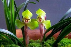 蘭花幾月開，不同品種開花時期不同"