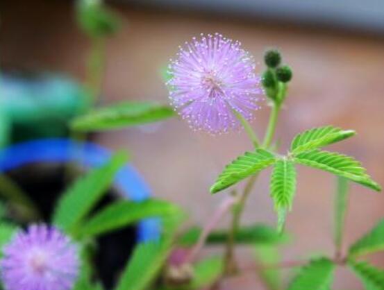 含羞草脫發(fā)能好嗎，能好/注意要有效避免接觸"