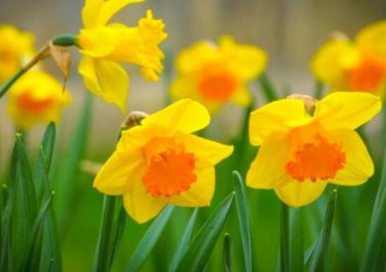 水仙花什么時候開花，水仙花花期在冬季"
