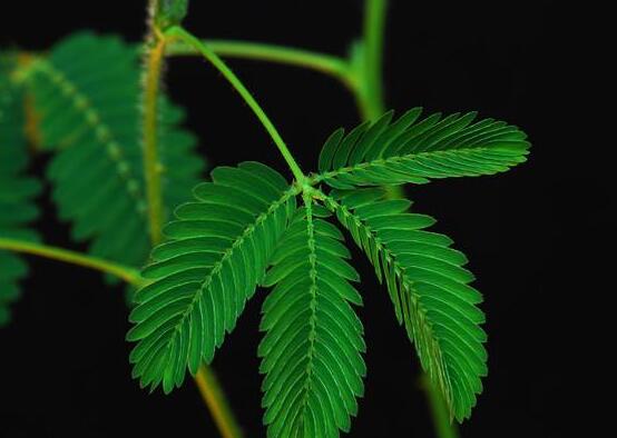 含羞草有什么功能，趣味性十足、預(yù)測天氣、凈化空氣"