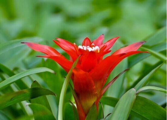 鴻運(yùn)當(dāng)頭會(huì)開(kāi)花嗎，鴻運(yùn)當(dāng)頭養(yǎng)殖2-3年會(huì)開(kāi)花"