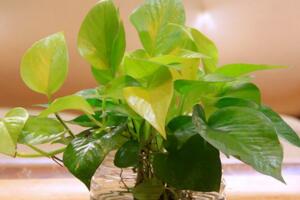 綠蘿水培方法，選擇帶有氣根的莖枝最佳"