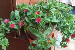 牡丹吊蘭怎么扦插，牡丹吊蘭扦插繁殖方法"