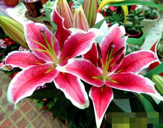 香水百合的花語，代表著純潔而又偉大的愛"