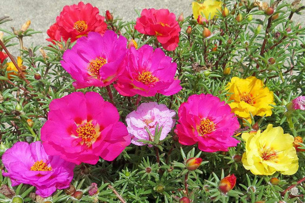 太陽花種子種植方法，種植上盆前先進行催芽處理