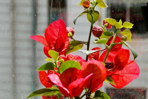 三角梅扦插如何生根快，使用無土扦插或海綿扦插法"