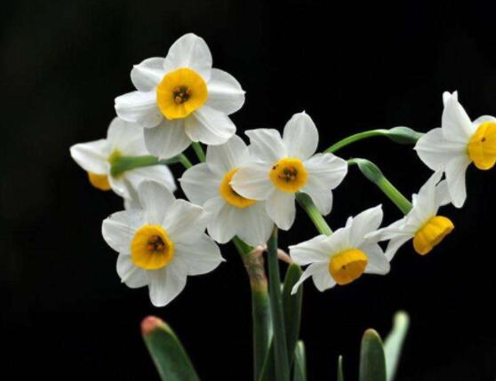 水仙花三大培植方法，介紹三種種植方法(土培/水培/沙培)"