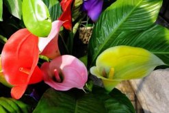 彩色馬蹄蓮怎么養(yǎng)，掌握以下要點(diǎn)新手也能養(yǎng)好馬蹄蓮"