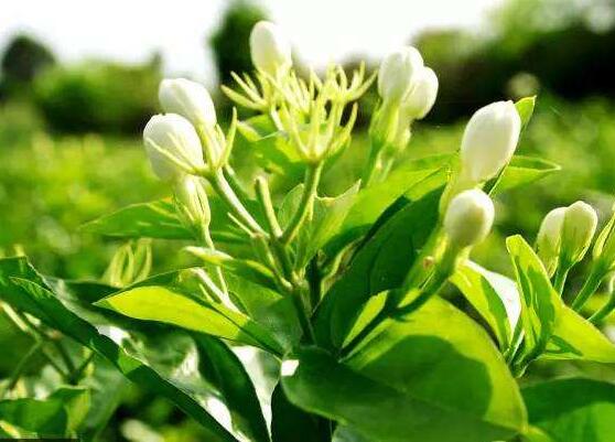 茉莉花施什么肥好，茉莉花施磷鉀肥和有機(jī)肥最好"