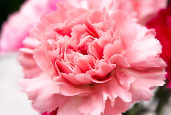 康乃馨送什么人，送母親最為合適(最真摯深愛(ài))"