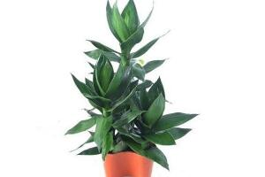 觀音竹和富貴竹的區(qū)別，觀音竹好還是富貴竹好"