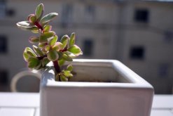 雅樂之舞放在哪里養(yǎng)好，放在這些位置才能滿足植株的生長"