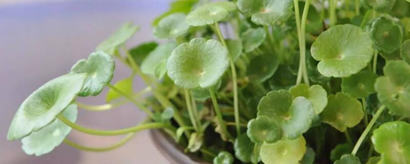 銅錢(qián)草蔫了怎么回事"