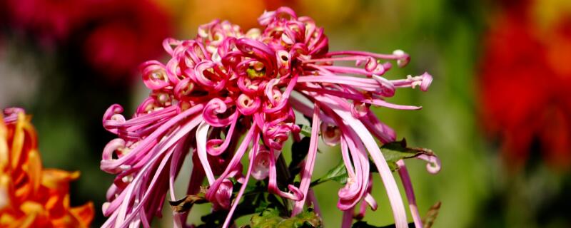紅色菊花花語(yǔ)"