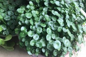 銅錢(qián)草怎么修剪，銅錢(qián)草剪掉葉子能活嗎"