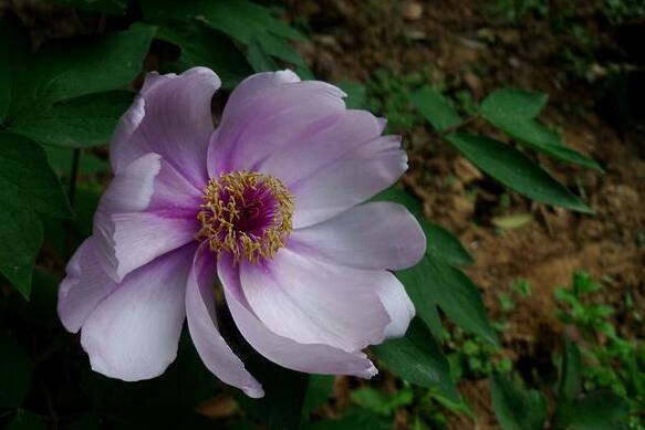 牡丹花有多少品種，按照花瓣細分有6種分類"