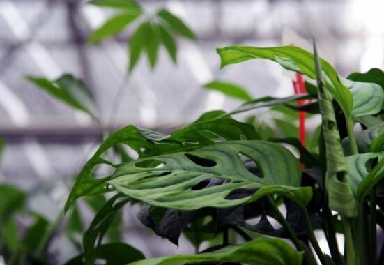 仙洞龜背竹有毒嗎，毒性不強(qiáng)/避免接觸誤食即可