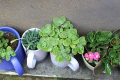 碰碰香怎么過冬，入室保溫并加強光照