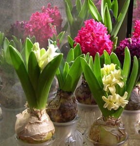 水培郁金香的養(yǎng)殖方法"