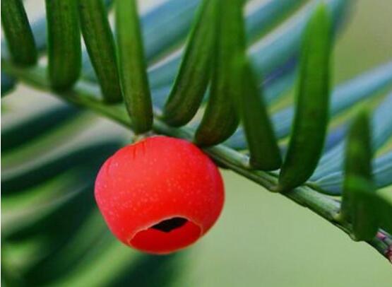 家養(yǎng)紅豆杉有什么好處，延年益壽、身體健康、長壽幸福"