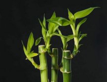 富貴竹的水培方法，水質(zhì)要求特別高"