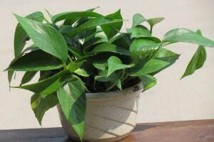 綠蘿有毒嗎，綠蘿可以放在臥室嗎/有毒別放臥室"