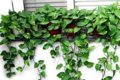 綠蘿的澆水方法，一年四季不同澆水方法"