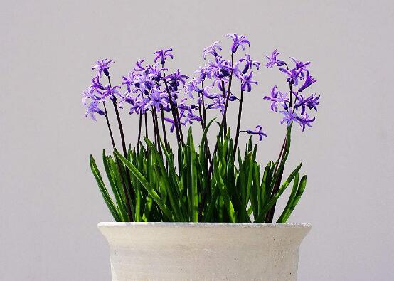 風(fēng)信子怎么養(yǎng)，風(fēng)信子養(yǎng)殖方法"