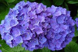 繡球花怎么澆水，繡球花多久澆一次水"