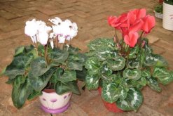 仙客來葉子發(fā)黃莖變軟，找出問題的原因并及時(shí)補(bǔ)救