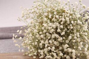 白色滿天星花語(yǔ)是什么，純潔清新/愛(ài)情的配角"