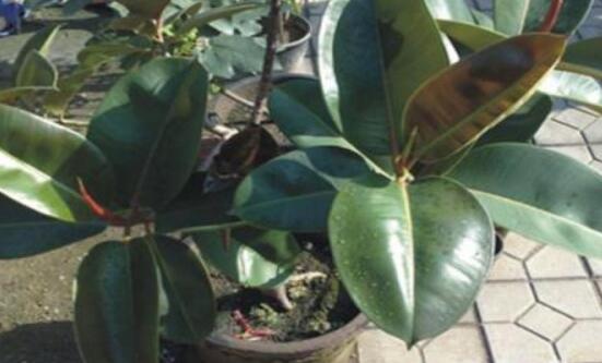 橡皮樹(shù)幾月份砍頭好，6-7月是最佳砍頭時(shí)間"