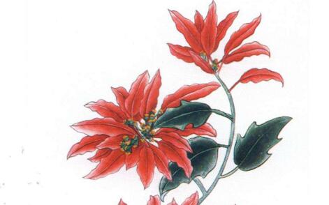 一品紅有沒有毒，有毒和無毒的說法"