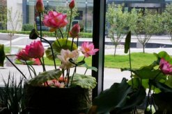 室內(nèi)荷花冬天怎么養(yǎng)，保證溫度并加強(qiáng)光照"