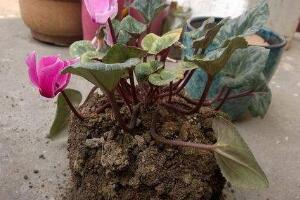 仙客來(lái)怎么換盆，仙客來(lái)?yè)Q盆注意事項(xiàng)"