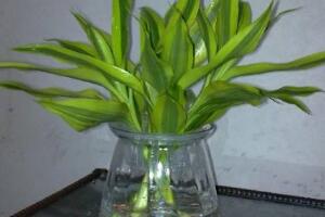 新買的富貴竹怎么水養(yǎng)，水養(yǎng)富貴竹小技巧"