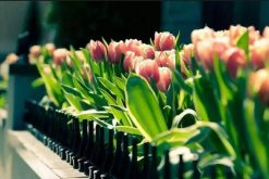 郁金香什么季節(jié)種植，秋末季節(jié)種植最好不過(guò)了"