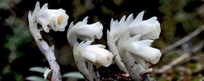 不用太陽的植物"