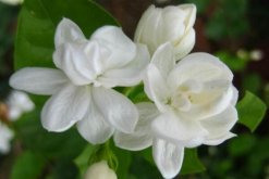 茉莉哪個品種好養(yǎng)，強烈推薦以下5個品種"
